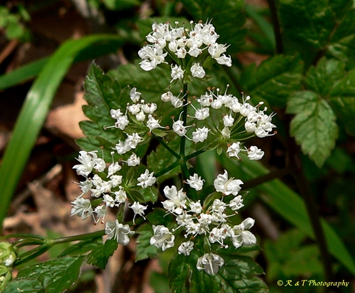 {Osmorhiza longistylis}